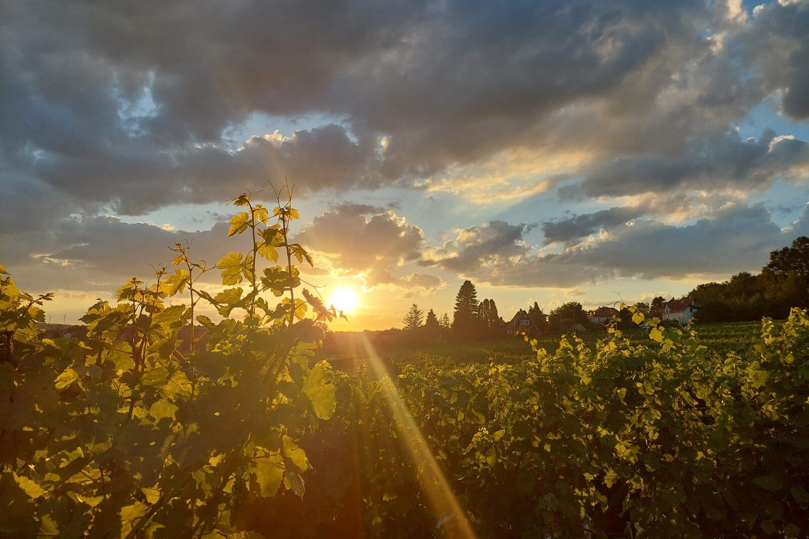Tag des offenen Weinberges