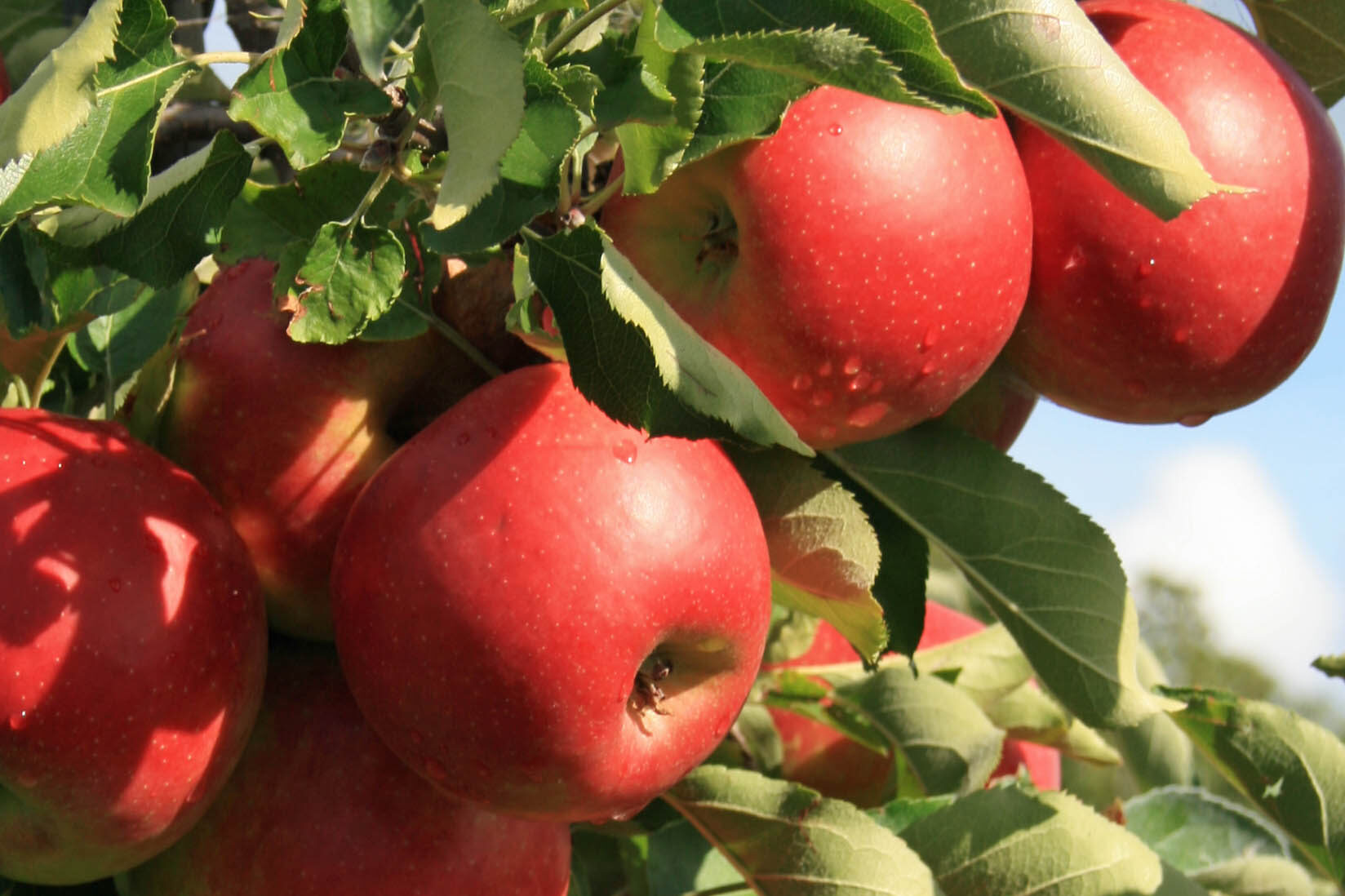 Apfelanbau Pesterwitz