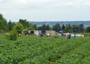 Selbstpflücke Erdbeeren auf den Plantagen bei Dresden - Foto: ©K. Hut Selbstpflücke Erdbeeren auf den Plantagen bei Dresden - Foto: ©K. Hut