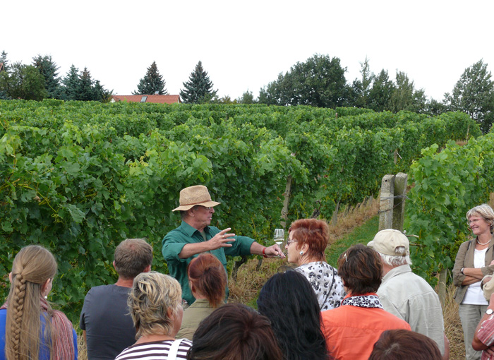 die Arbeit im Weinberg wird erklärt die Arbeit im Weinberg wird erklärt