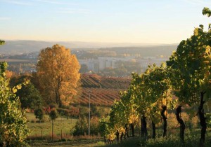 mitten im Weinberg, die Straußenwirtschaft Pesterwitz mitten im Weinberg, die Straußenwirtschaft Pesterwitz