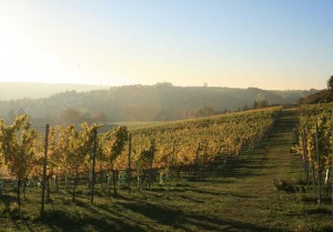 Straußenwirtschaft Pesterwitz, Herbst im Weinberg Straußenwirtschaft Pesterwitz, Herbst im Weinberg