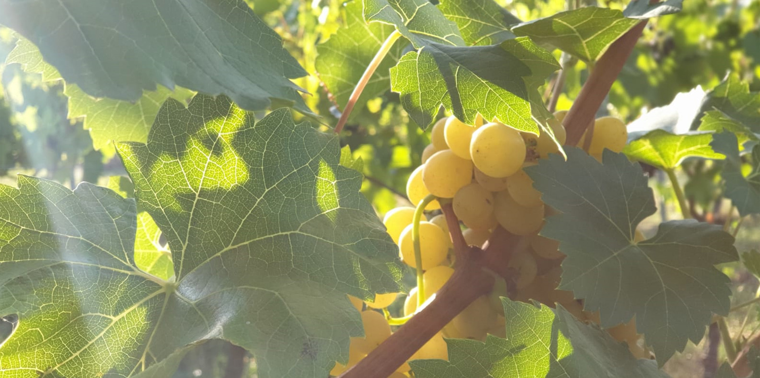 Rebstock im Abendlicht