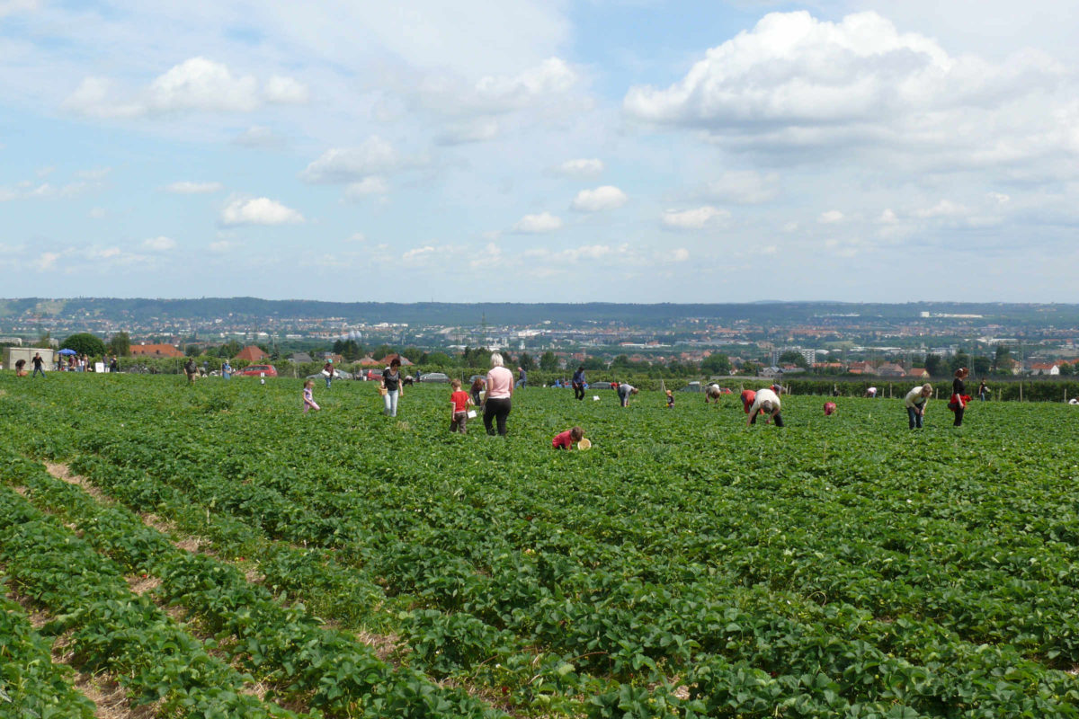 Erdbeeren Selbstpflücke Dresden