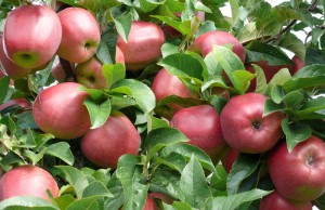 Äpfel vom Hofladen in Gut Pesterwitz bei Dresden, Foto: K. Hut Äpfel vom Hofladen in Gut Pesterwitz bei Dresden