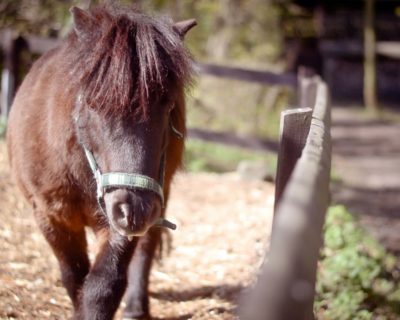 Ponyreiten nahe Dresden