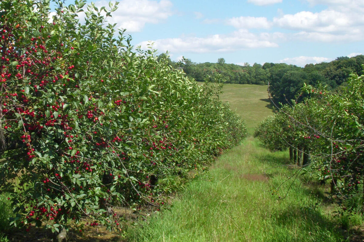 Sauerkirschplantage Pesterwitz