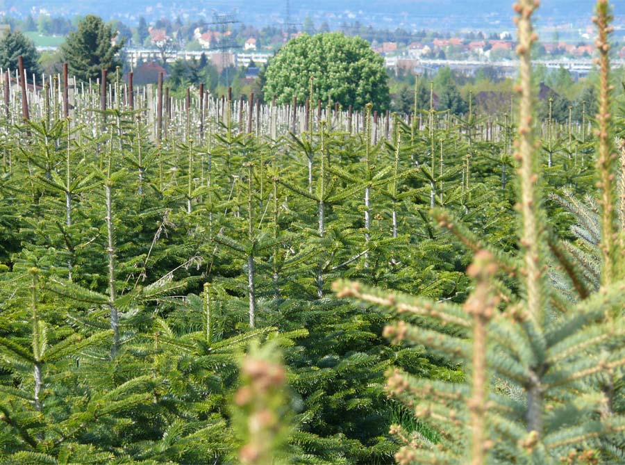 Reihen junger Nadelbäume auf einem Feld, im Hintergrund eine verschwommene Stadt und ferne Hügel.