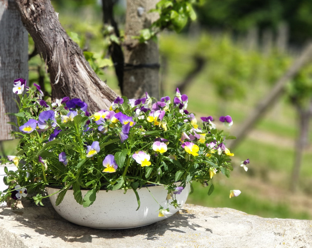 Weinberg im Frühling