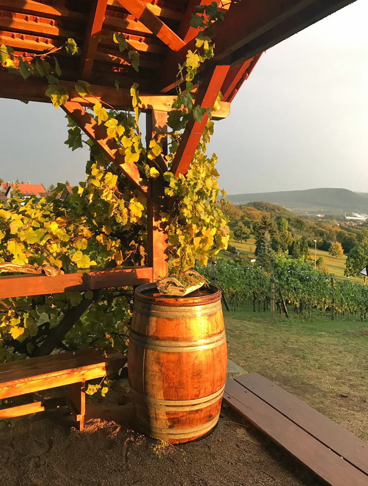 Herbstidyll im Weinberg